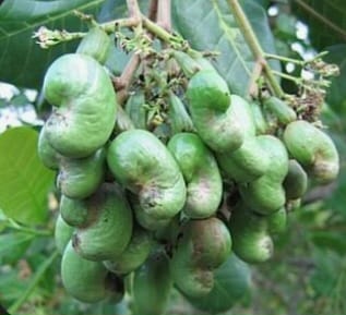 Cashew Nut
